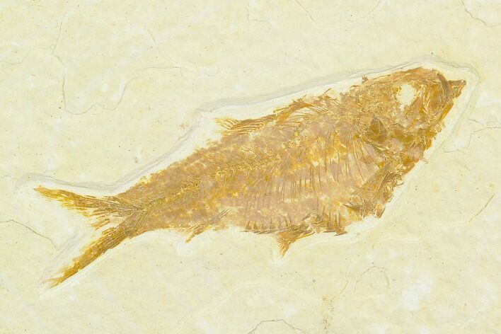 Fossil Fish (Knightia) - Green River Formation #130321